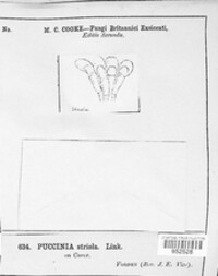 Puccinia caricina image
